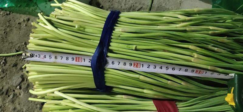 邳州蒜薹大量有货产地一手货源全国发货欢迎来电