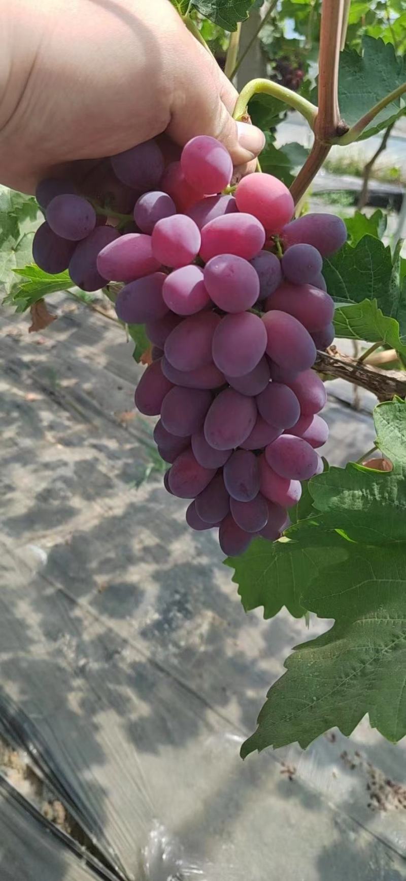 葡萄/巨盛一号葡萄/河北巨盛一号葡萄/大量供应