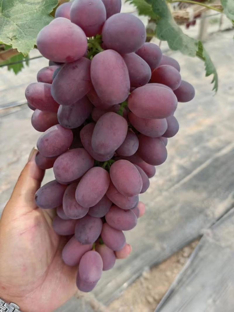 葡萄/巨盛一号葡萄/河北巨盛一号葡萄/大量供应