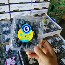 精品蓝莓