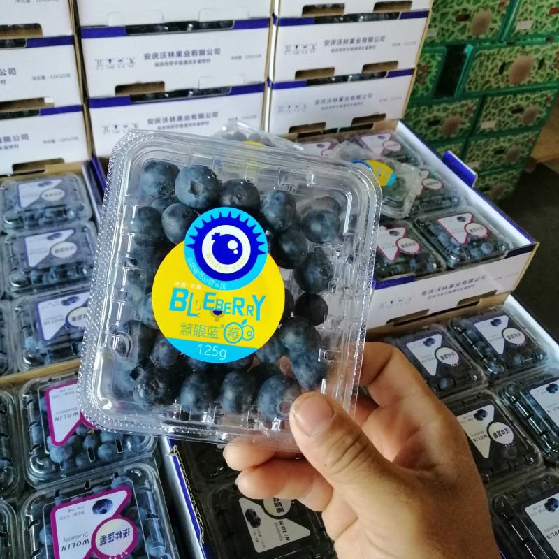 精品蓝莓