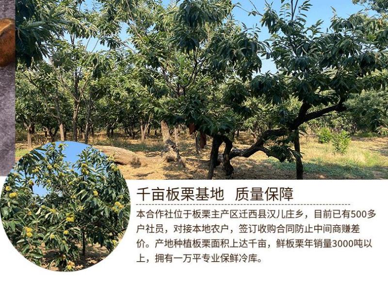 【店庆精品促销】迁西板栗软糯香甜规格齐全坏果包赔