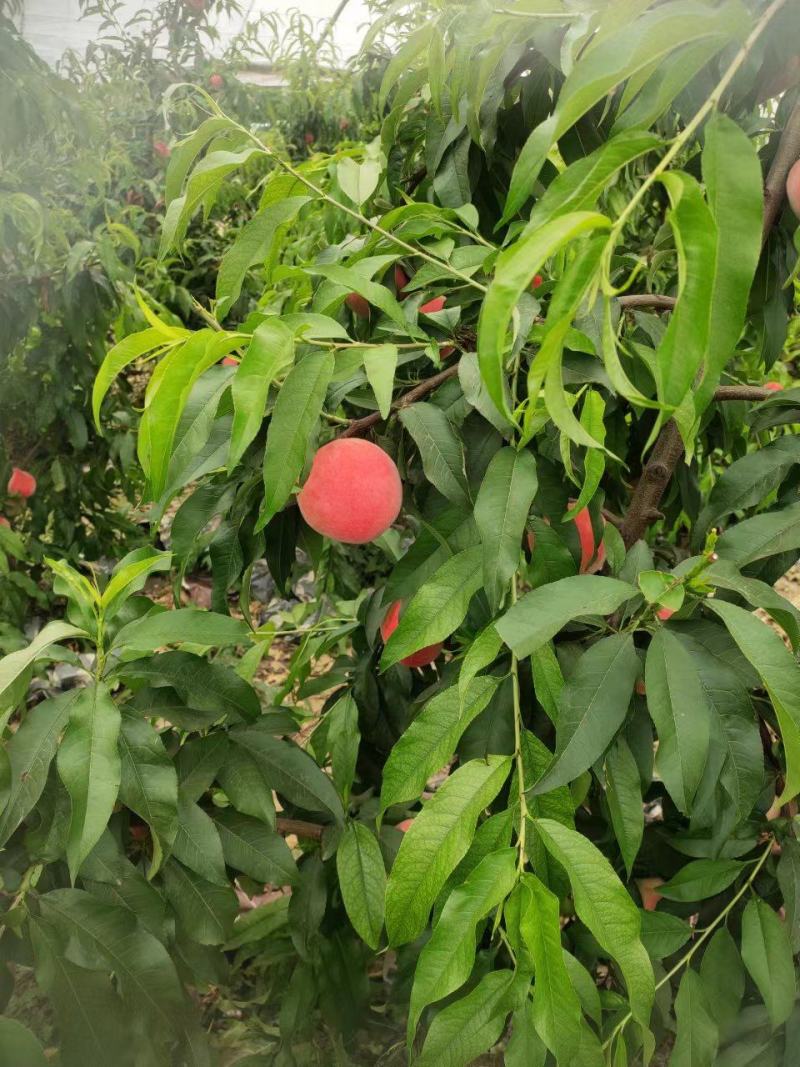 新品种春雨上市了只有5000斤欢迎订购