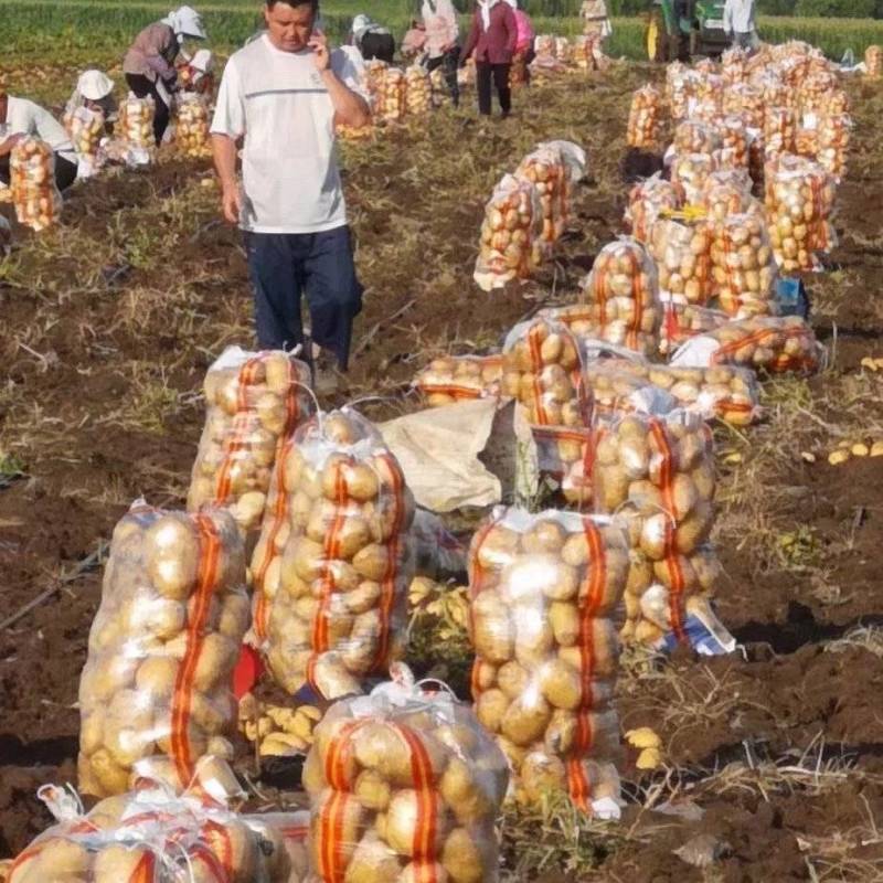 尤金八八五土豆代办代发，期待