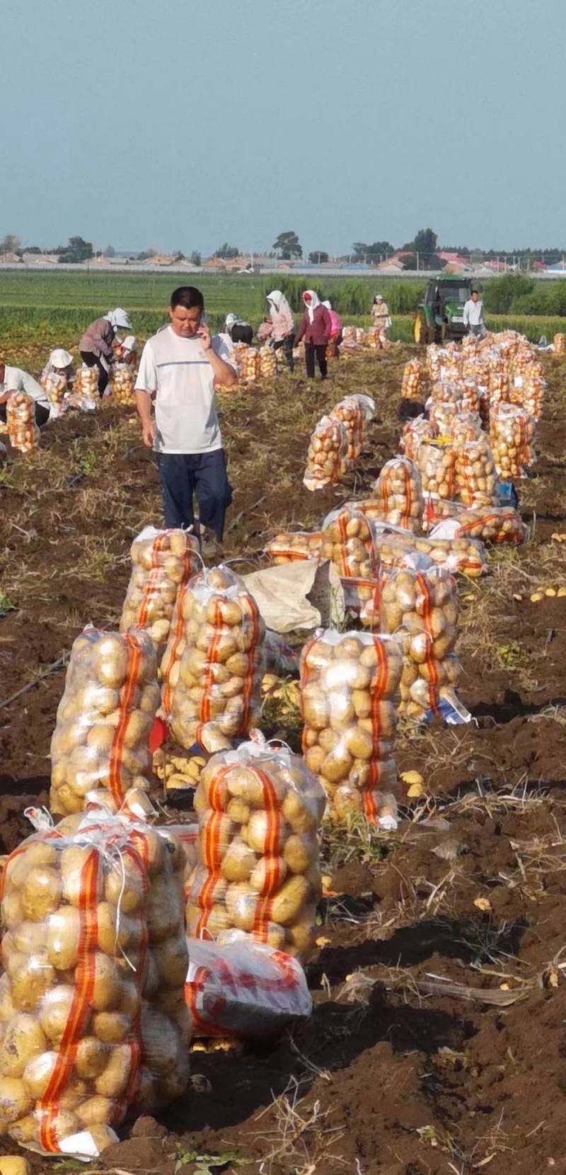 尤金八八五土豆代办代发，期待