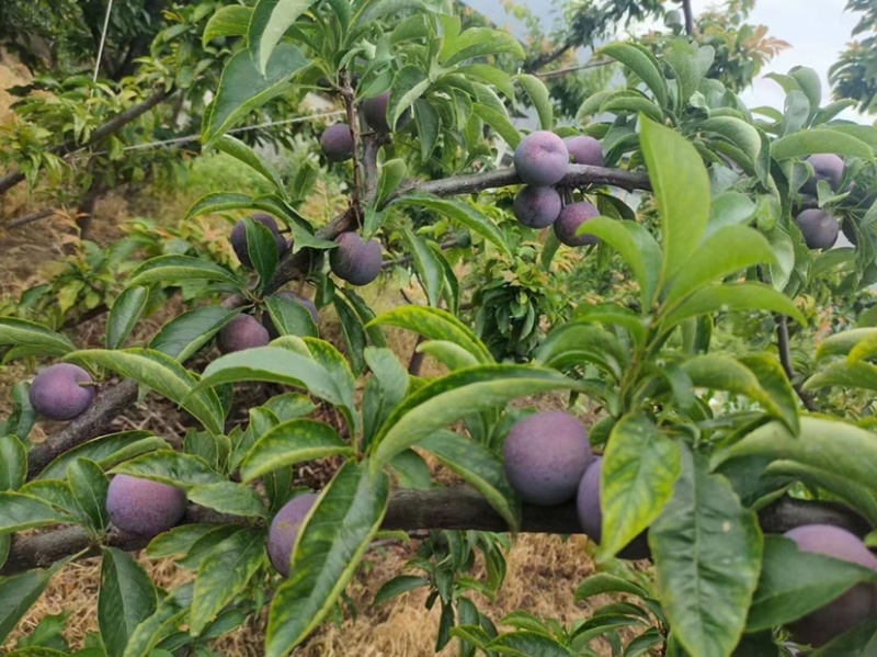 车厘子🍒五月脆马上上市