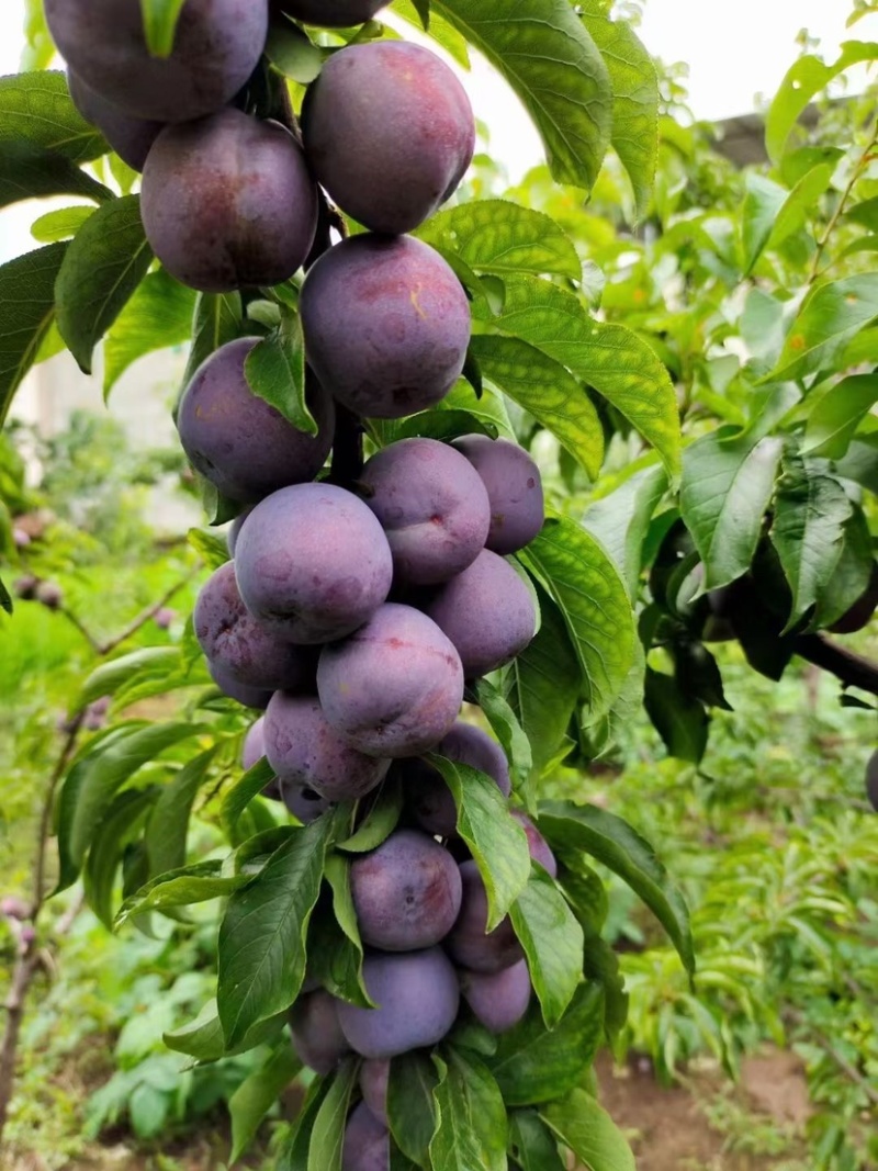 车厘子🍒五月脆马上上市