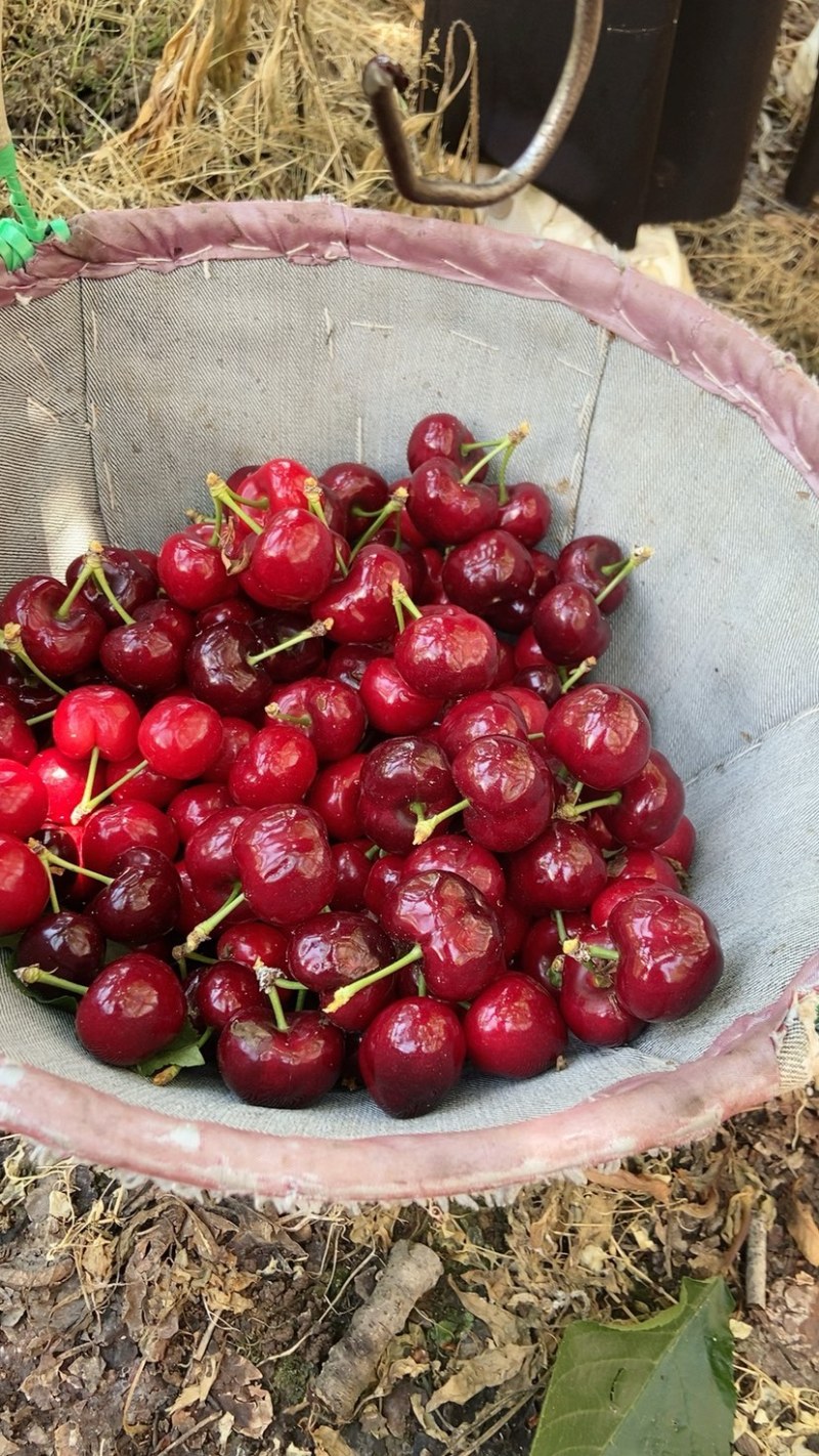 车厘子🍒五月脆马上上市