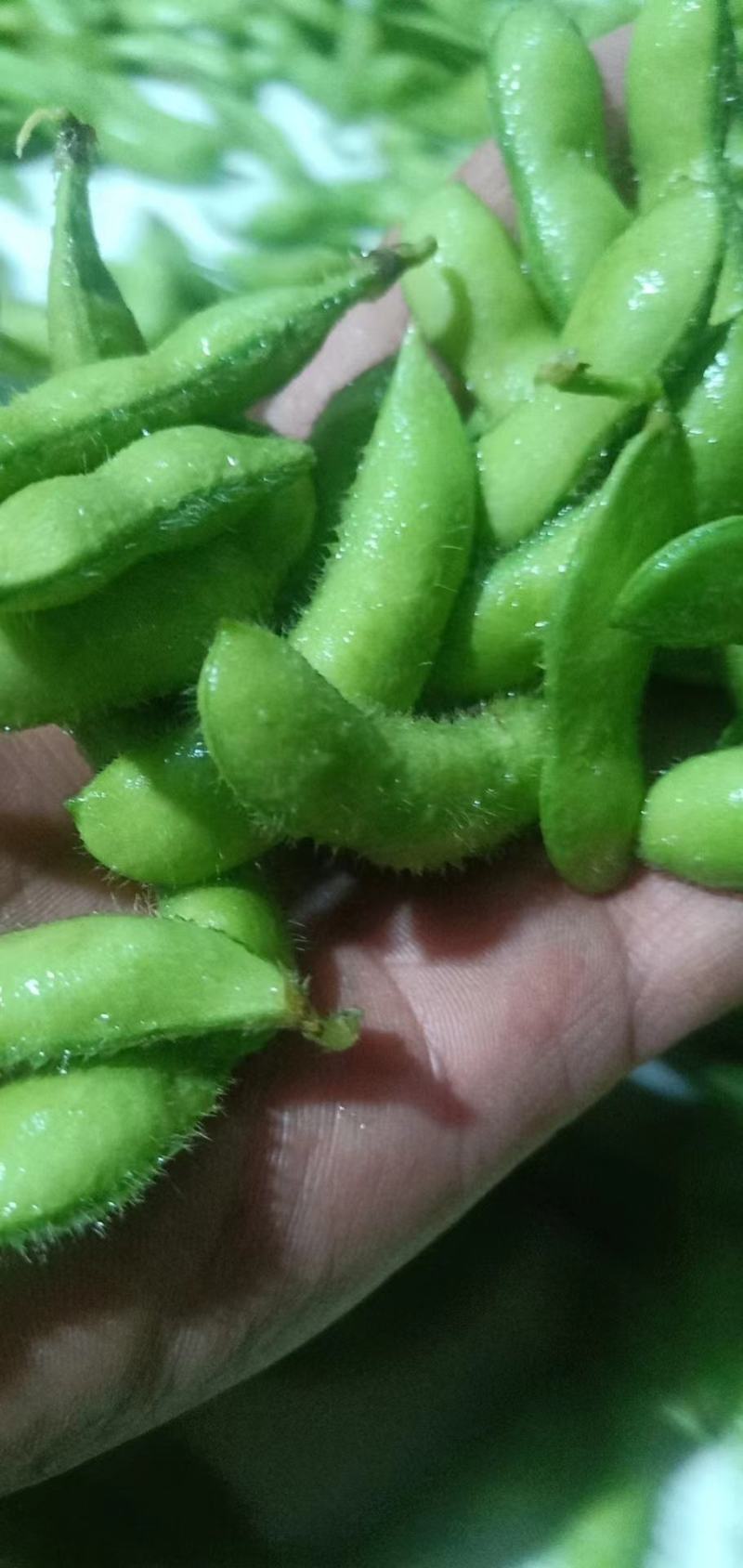 山东毛豆翠绿宝绿宝石24~30克需要的可以前来选购