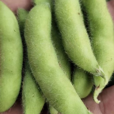 山东毛豆翠绿宝绿宝石24~30克需要的可以前来选购