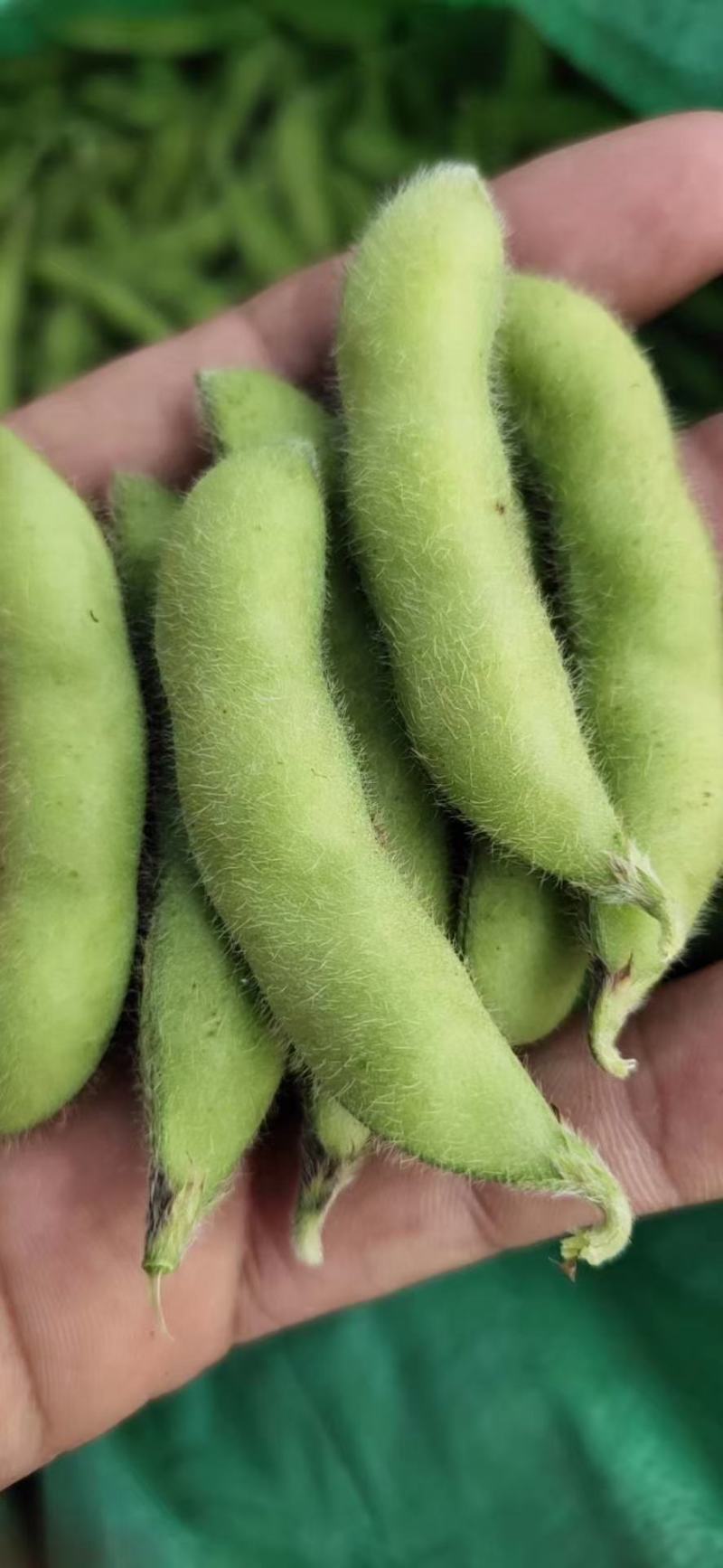 山东毛豆翠绿宝绿宝石24~30克需要的可以前来选购