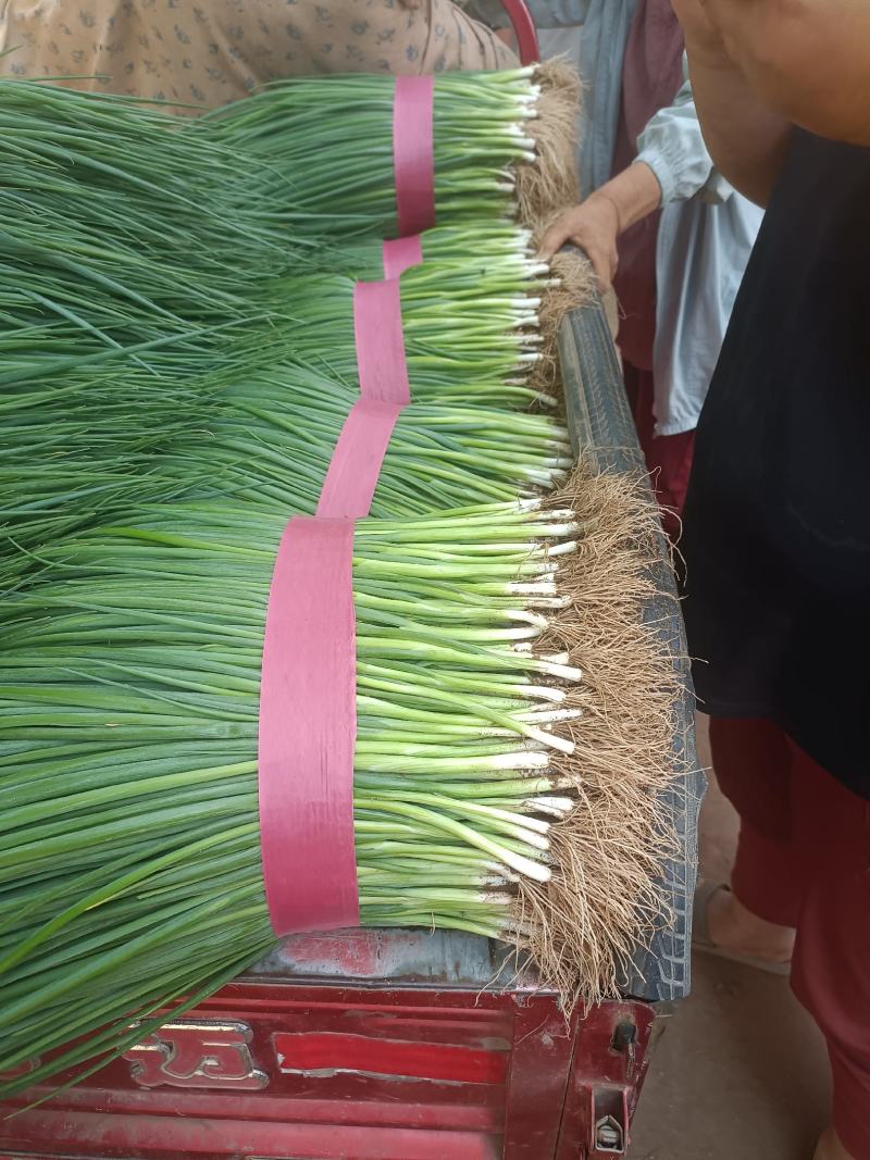 四季小葱黑葱精品叶片黑绿货源充足市场精品全国发货