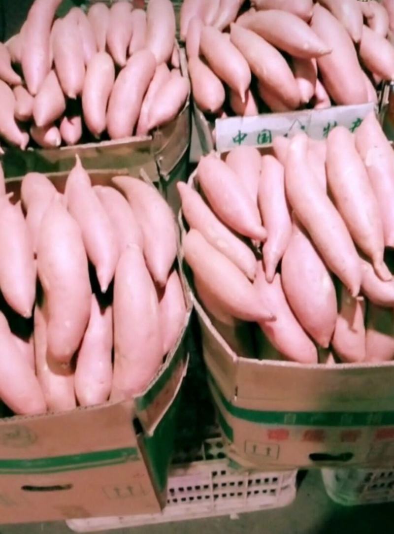 沙地西瓜红颜色好条型好质量保证诚信合作视频看货欢迎来电