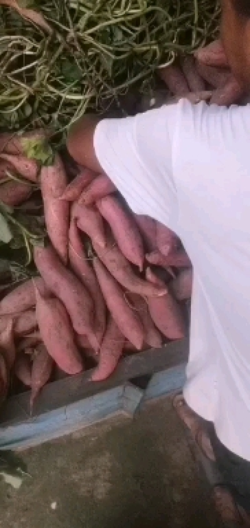 沙地西瓜红颜色好条型好质量保证诚信合作视频看货欢迎来电