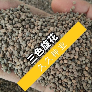 三色旋花花种子草本植物草花花卉耐旱朝颜易活庭院阳台盆栽花