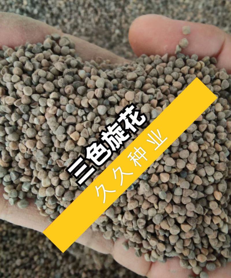三色旋花花种子草本植物草花花卉耐旱朝颜易活庭院阳台盆栽花
