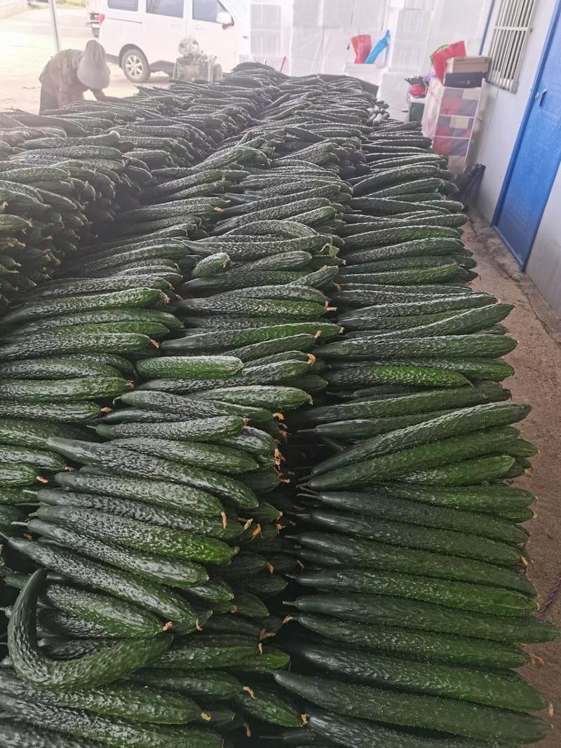 黄瓜大量供应、质量保证、支持各种包装、欢迎采购22