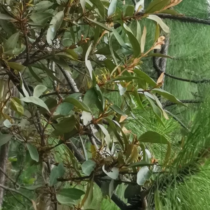 云南野生四季青松树寄生草茶纯正野生原生态干货，鲜货都有货