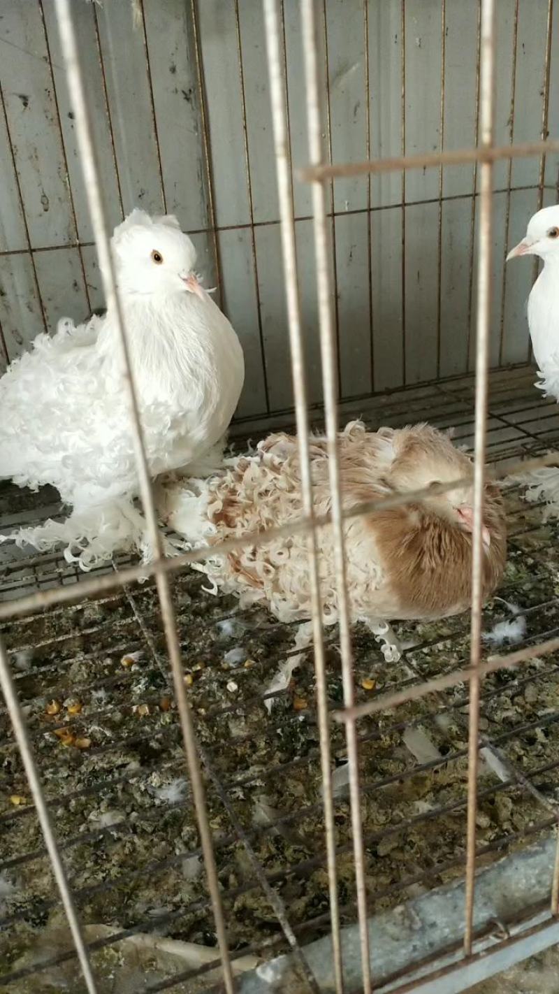 观赏鸽不会飞的元宝鸽诚实守信商家！自繁自养为主！