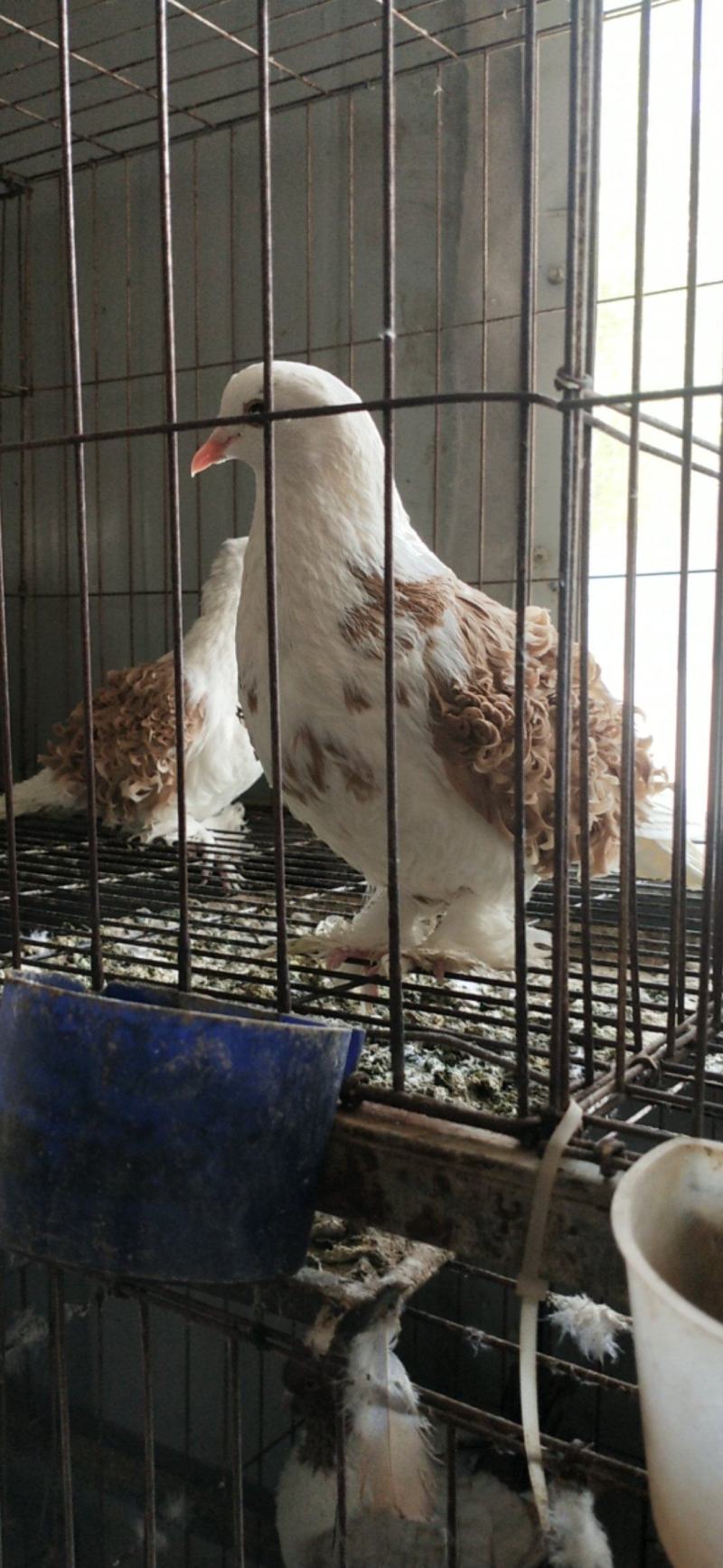 观赏鸽不会飞的元宝鸽诚实守信商家！自繁自养为主！