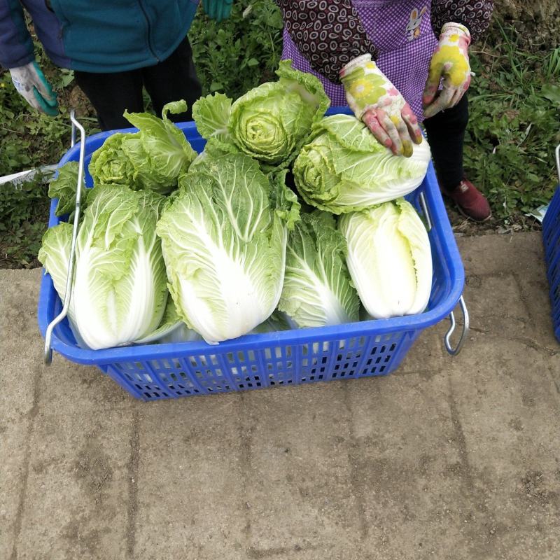 白菜大量供应、质量保证、支持各种包装、欢迎采购1111