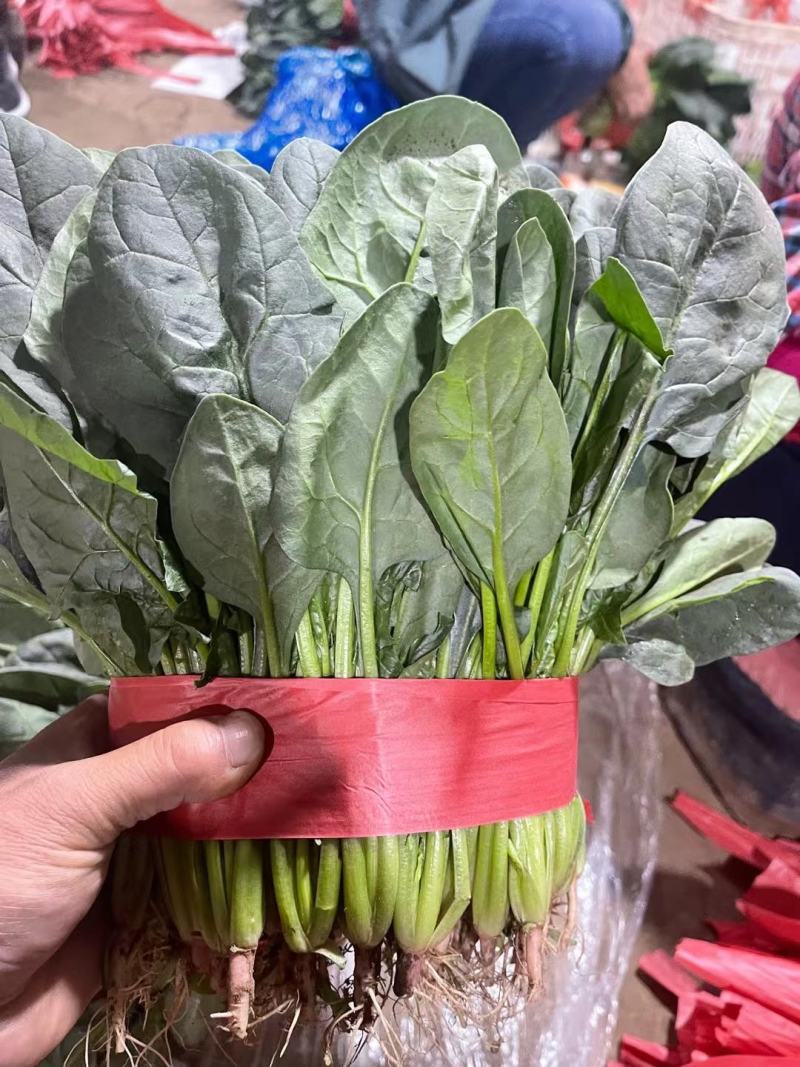 菠菜，精品菠菜，大量供应，代发全国各地，供应全国各地客商