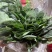 菠菜，精品菠菜，大量供应，代发全国各地，供应全国各地客商