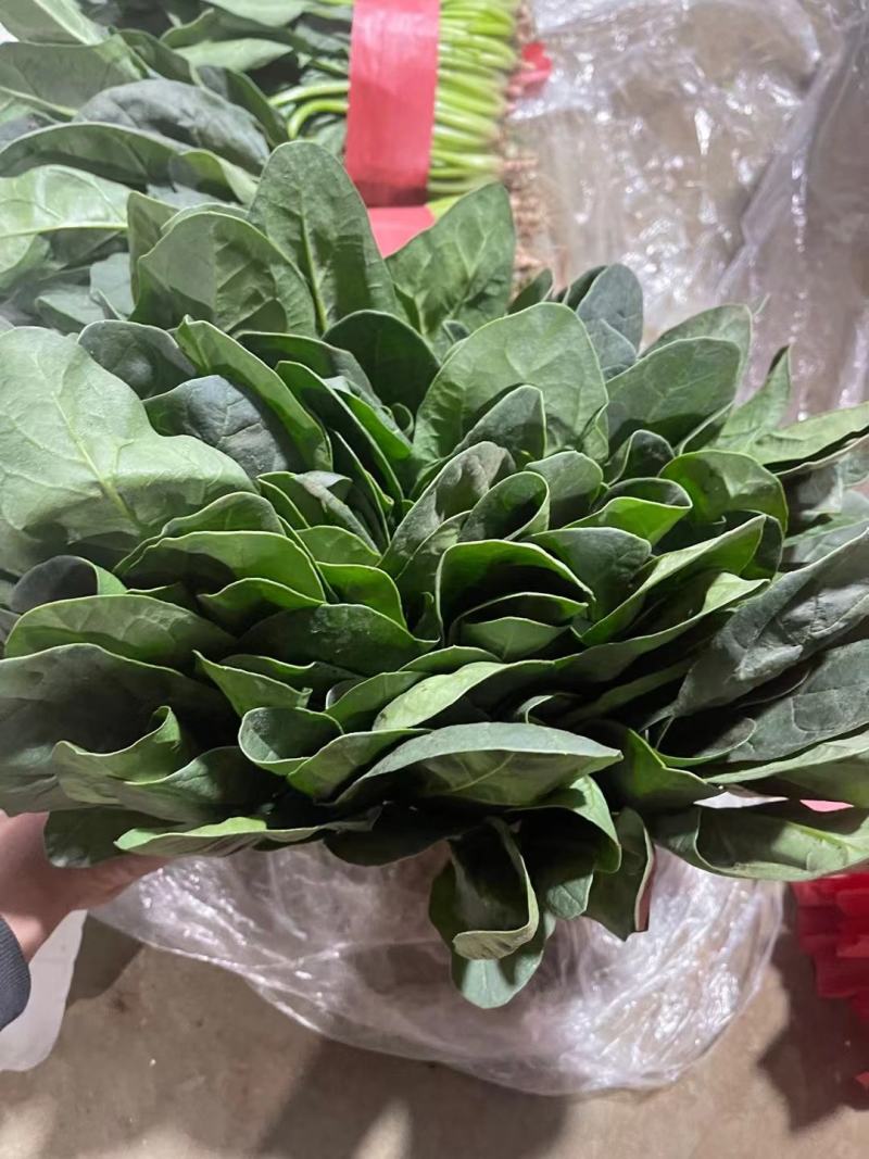 菠菜，精品菠菜，大量供应，代发全国各地，供应全国各地客商