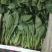 菠菜，精品菠菜，大量供应，代发全国各地，供应全国各地客商