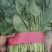 菠菜，精品菠菜，大量供应，代发全国各地，供应全国各地客商