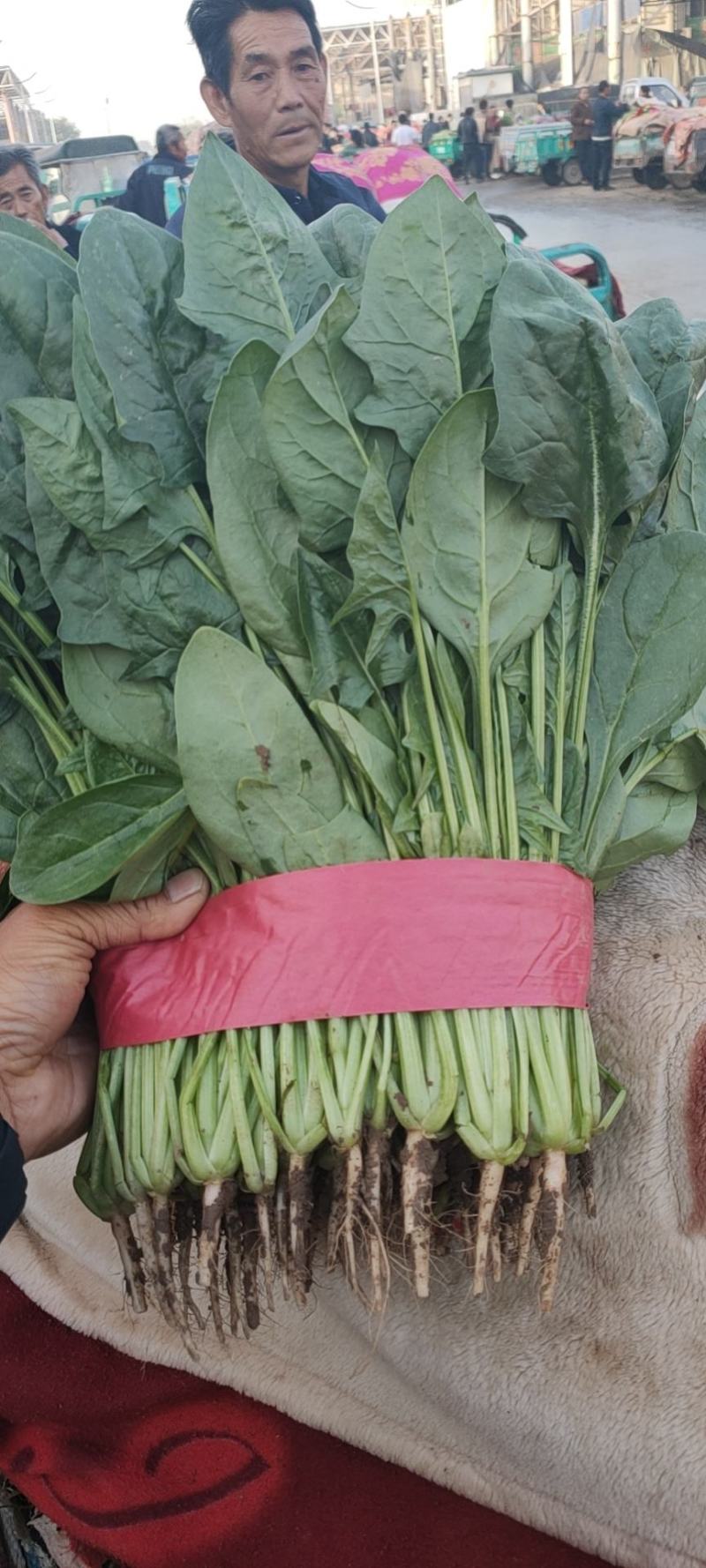 菠菜，精品菠菜，大量供应，代发全国各地，供应全国各地客商