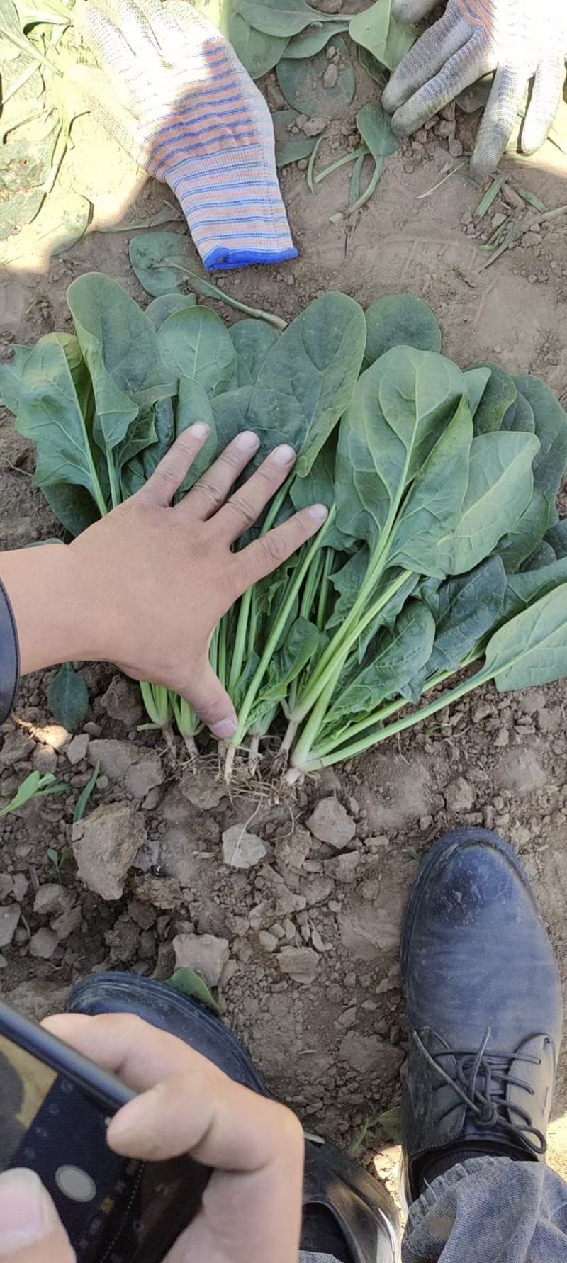 菠菜，精品菠菜，大量供应，代发全国各地，供应全国各地客商