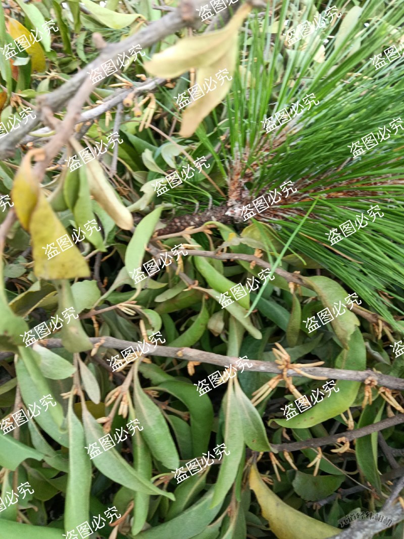 云南野生四季青松树寄生草茶纯正野生原生态干货，鲜货都有货
