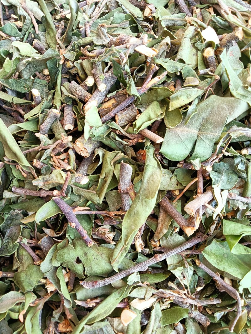 云南野生四季青松树寄生草茶纯正野生原生态干货，鲜货都有货