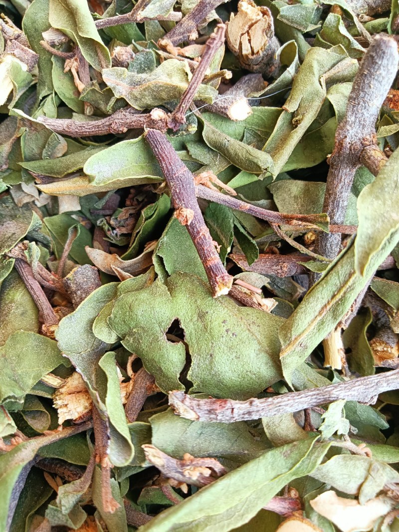 云南野生四季青松树寄生草茶纯正野生原生态干货，鲜货都有货
