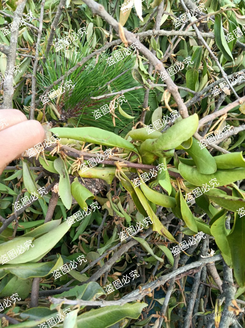 云南野生四季青松树寄生草茶纯正野生原生态干货，鲜货都有货
