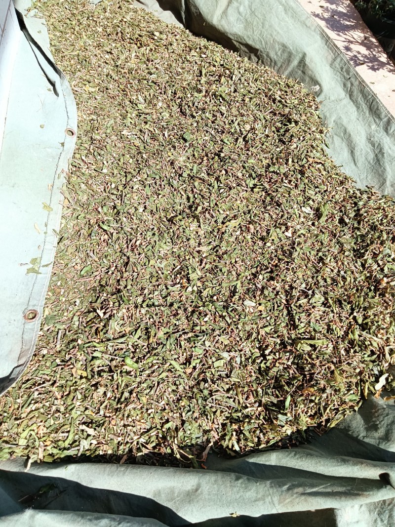 云南野生四季青松树寄生草茶纯正野生原生态干货，鲜货都有货