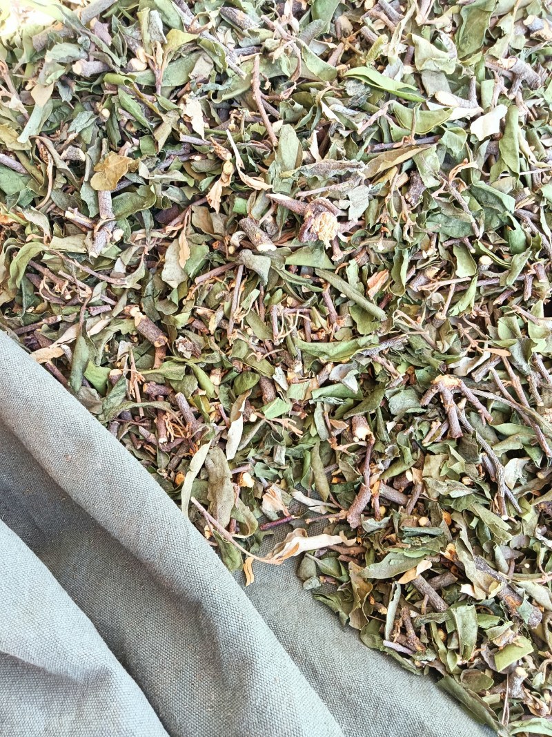 云南野生四季青松树寄生草茶纯正野生原生态干货，鲜货都有货