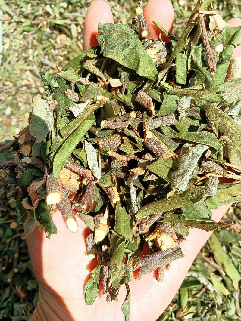 云南野生四季青松树寄生草茶纯正野生原生态干货，鲜货都有货