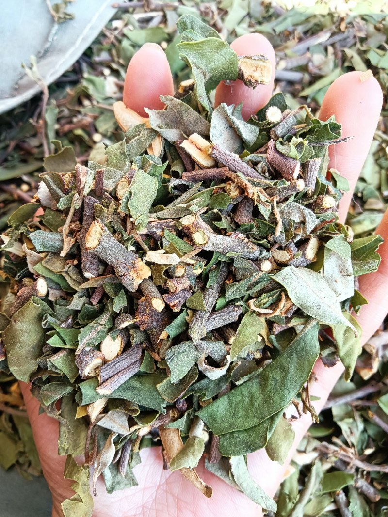云南野生四季青松树寄生草茶纯正野生原生态干货，鲜货都有货