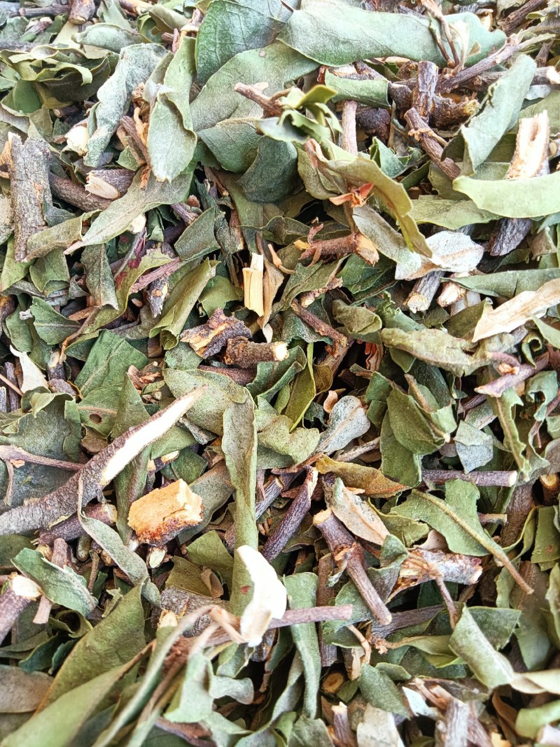 云南野生四季青松树寄生草茶纯正野生原生态干货，鲜货都有货