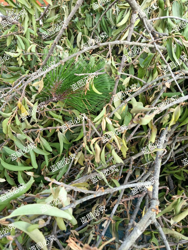 云南野生四季青松树寄生草茶纯正野生原生态干货，鲜货都有货