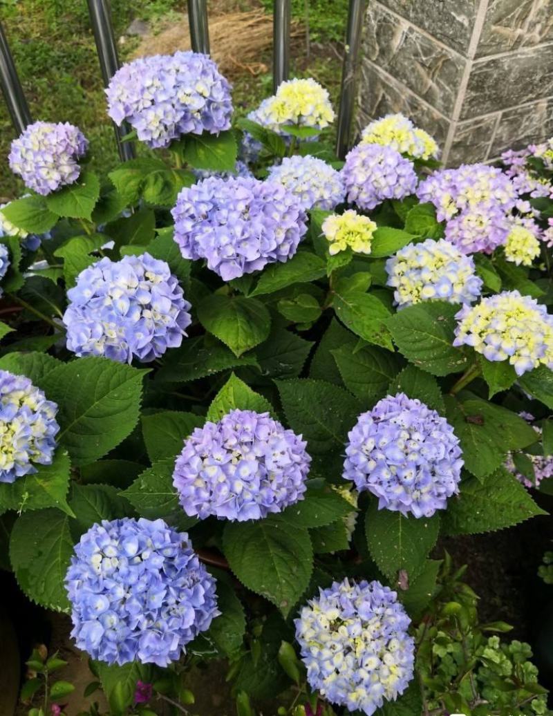 绣球花种子绣球花种籽子四季播种花籽一年都开花种植庭院易活