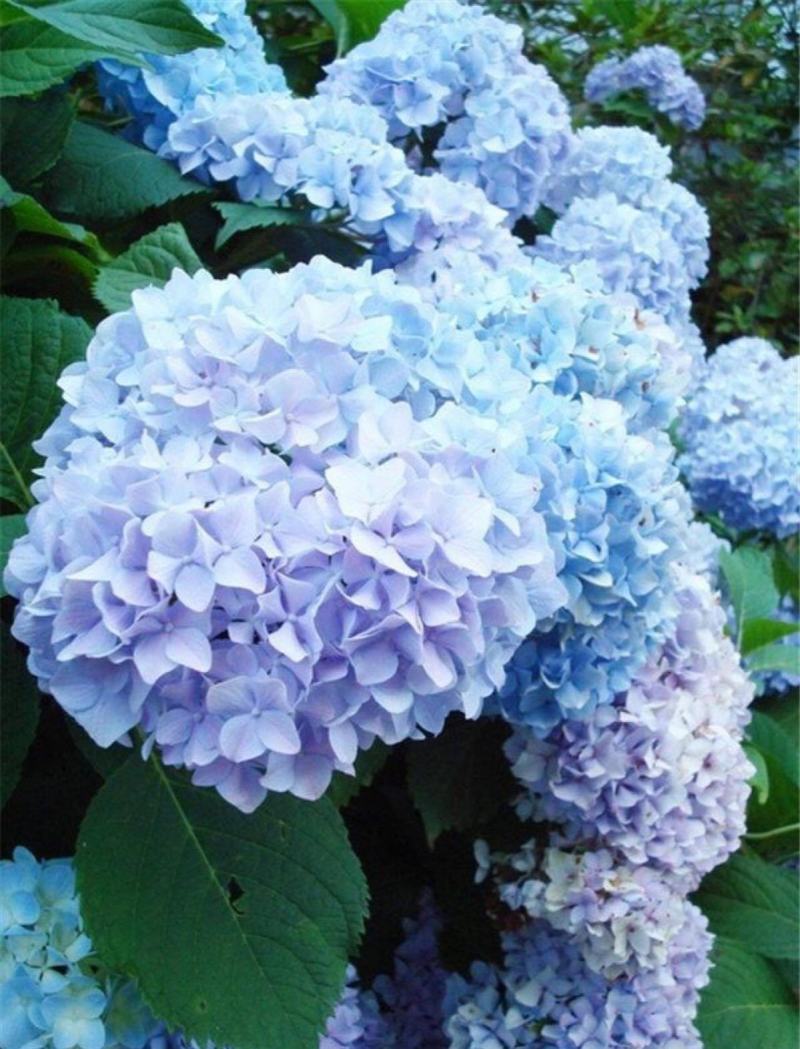 绣球花种子绣球花种籽子四季播种花籽一年都开花种植庭院易活