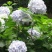 绣球花种子绣球花种籽子四季播种花籽一年都开花种植庭院易活