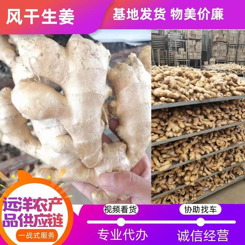 风干大姜出口品质山东大姜电商微商供货全国物流发货