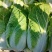白菜大量供应、质量保证、支持各种包装、欢迎采购