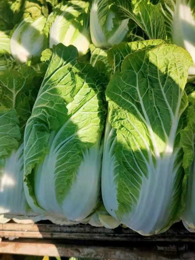 白菜大量供应、质量保证、支持各种包装、欢迎采购