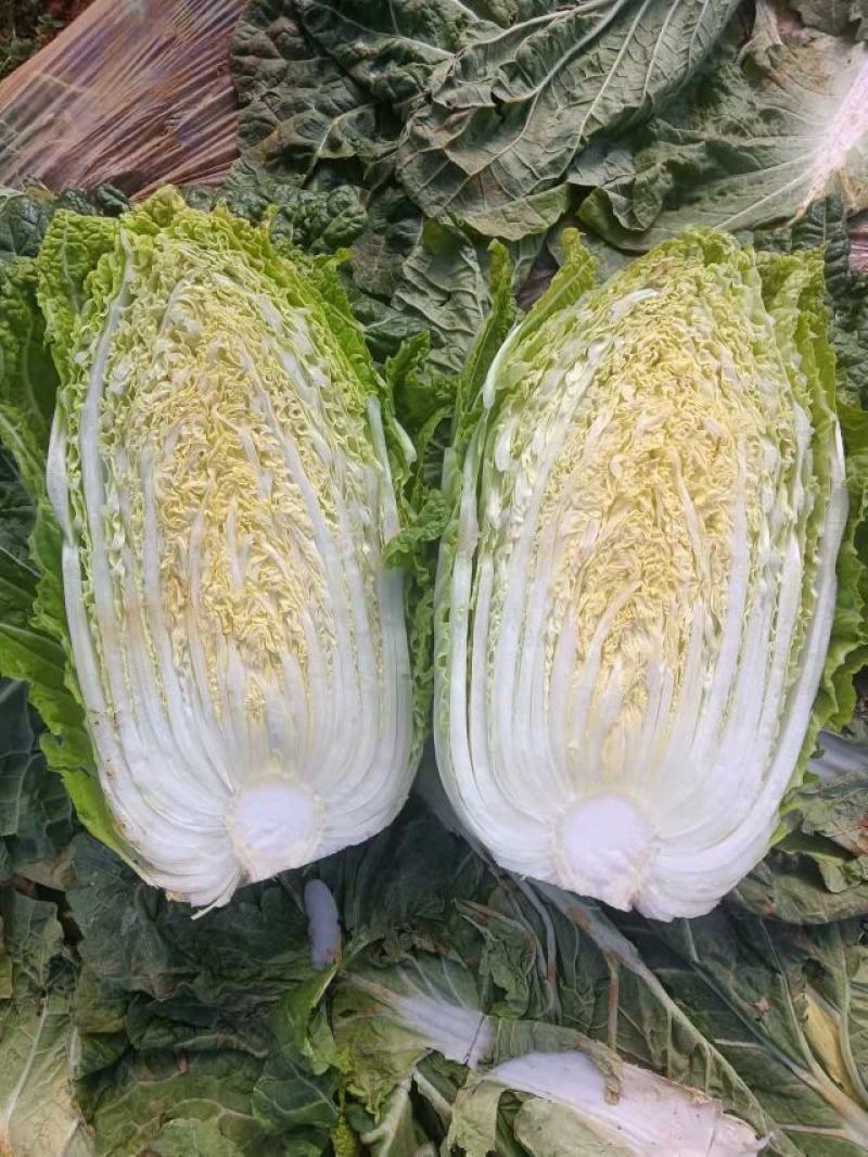 白菜大量供应、质量保证、支持各种包装、欢迎采购