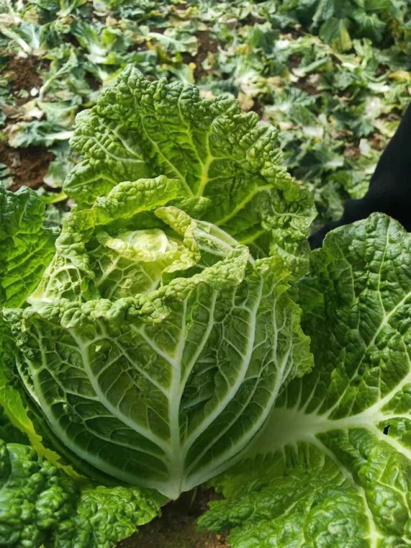 白菜大量供应、质量保证、支持各种包装、欢迎采购
